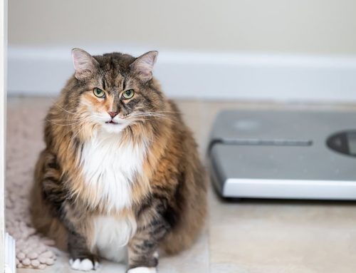 Weight Management in Pets: A Healthier Path to a Longer, Happier Life