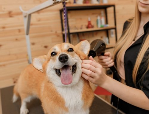 Fear Free Professionals Beyond the Vet: Groomers, Trainers, Sitters, and More