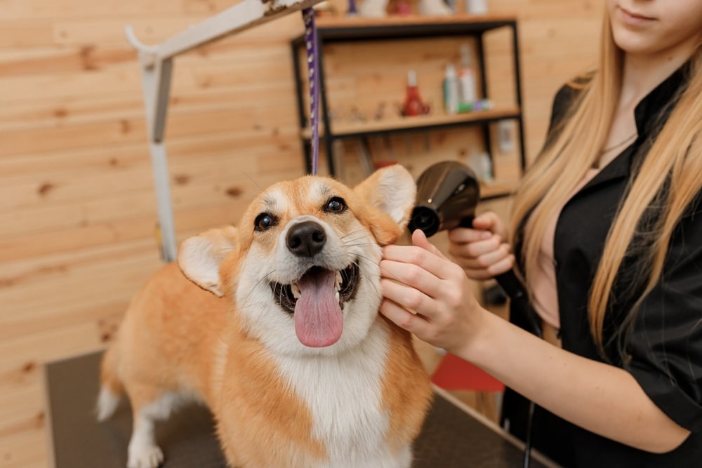Professional pet groomer drying a dog after grooming to keep the pet clean, comfortable, and well cared for.