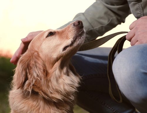 End of Life Care: Honoring Comfort, Dignity, and the Human–Animal Bond