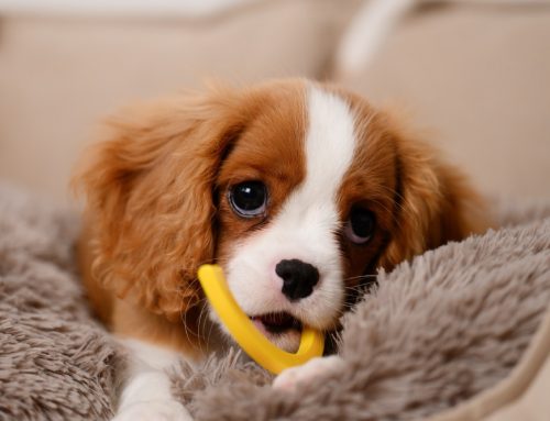 Puppy Teething: What to Expect and How to Help Your Puppy Through It