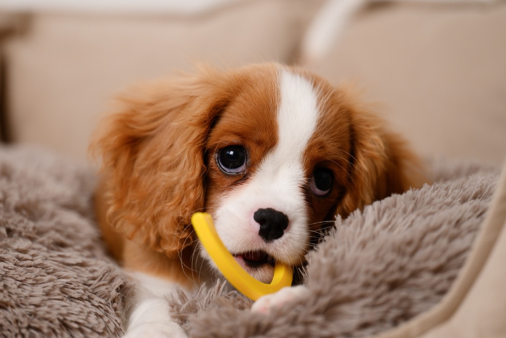 Playful King Charles Spaniel puppy chewing and exploring during the teething stage, showing common puppy teething behavior and development.