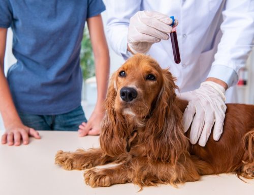 The Value of In-House Lab Work for Your Pet’s Health