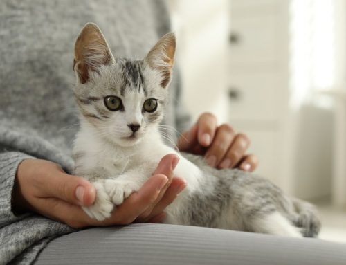 Why Indoor Living Is Best for Cats: Safety, Health, and a Longer Life