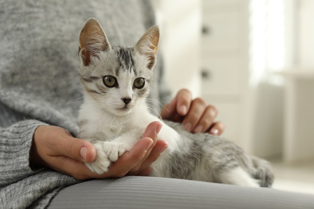 Woman gently holding a cute kitten at home, showing bonding, comfort, and care for a new pet.