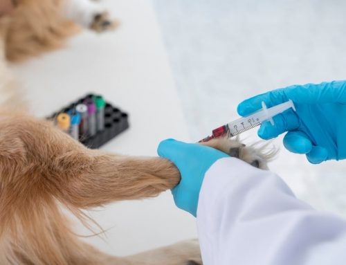 Why Routine & Baseline Bloodwork Matters for Your Pet’s Long-Term Health